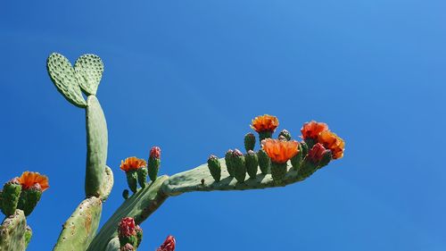 Low angle view of pink flowering plant against clear blue sky