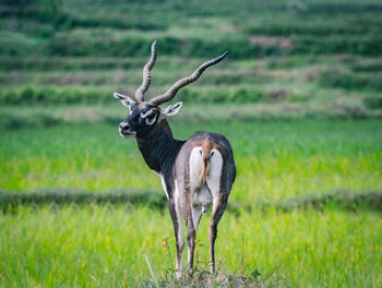 Deer standing on field