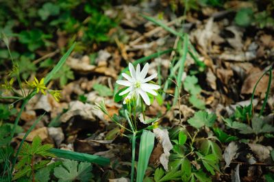 High angle view of flowers blooming on field