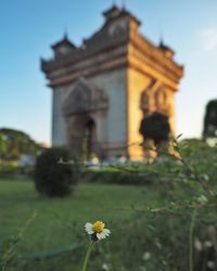 Yellow flowering plant by building against sky