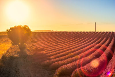 Scenic view of field against clear sky at sunset