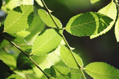 Close-up of green leaves