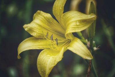 Close-up of day lily