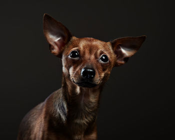 Close-up portrait of dog against black background