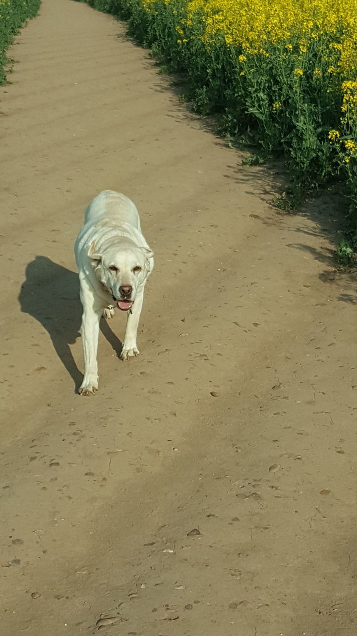 HIGH ANGLE VIEW OF DOG LYING ON SAND