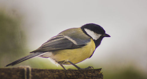 Close-up of bird perching outdoors