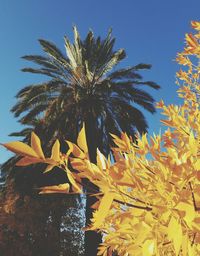 Low angle view of palm tree against clear sky