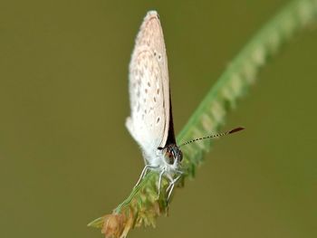 Close-up of butterfly on flower