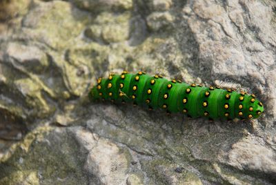 Close-up of caterpillar on leaf