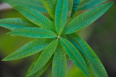 Close-up of plant leaves