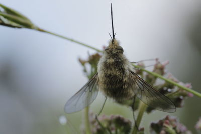 Close-up of butterfly pollinating on flower