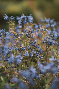 Close-up of purple flowering plants on field
