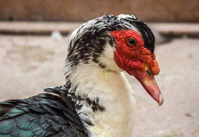 Close-up of duck