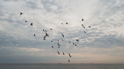 Flock of birds flying over sea