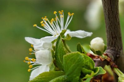 Close-up of white flowers blooming outdoors