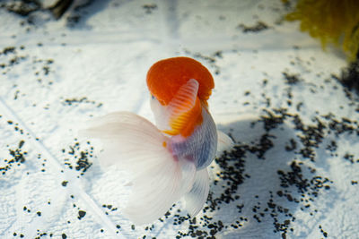 High angle view of a bird in water