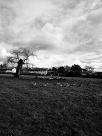 Horse grazing on field against sky