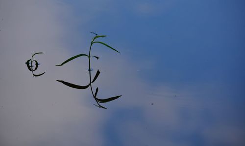 Low angle view of plant against blue sky