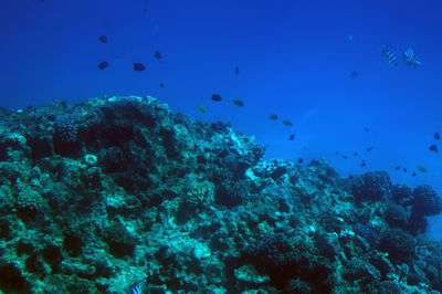 View of fish underwater