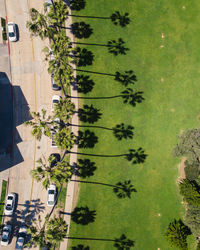 High angle view of tree by building in city