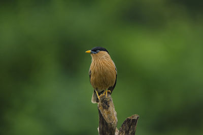 Close-up of bird perching on a plant