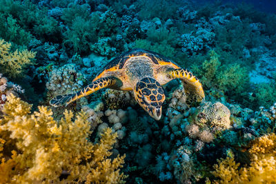 Hawksbill sea turtle in the red sea, dahab, blue lagoon sinai a.e