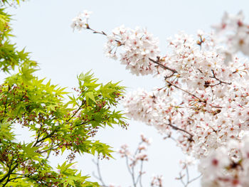 Low angle view of cherry blossoms against sky