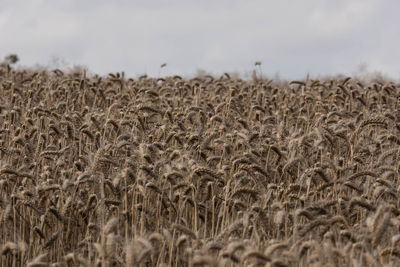 Scenic view of wheat field