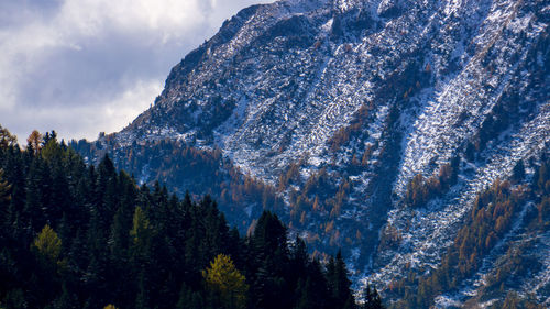 Panoramic view of pine trees against sky