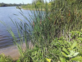 Plants growing on lakeshore