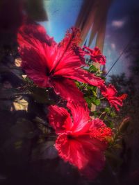 Close-up of red flower