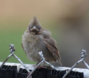 Close-up of bird perching outdoors