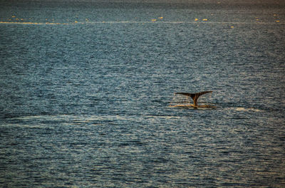 View of birds swimming in sea