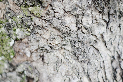 Full frame shot of tree trunk