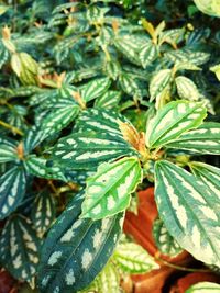 Full frame shot of leaves on plant