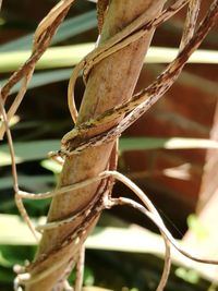 Close-up of insect on plant