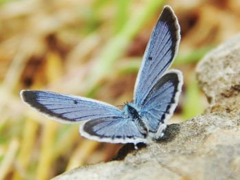 Macro shot of butterfly on rock