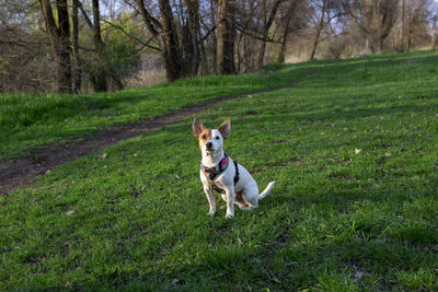 Dog running in grassy field