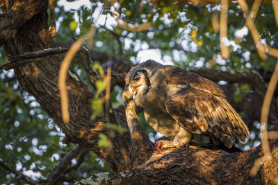 Low angle view of eagle perching on tree