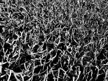 Full frame shot of snow on field