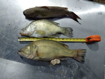 Downward view of large sized, pond caught fish