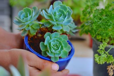 Close-up of hand holding succulent plant