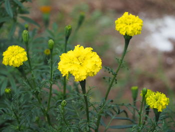 Close-up of yellow flowers blooming outdoors