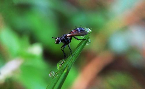 Close-up of insect on plant