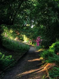 Footpath amidst plants and trees in forest