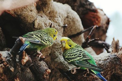 Low angle view of budgerigars perching on branch