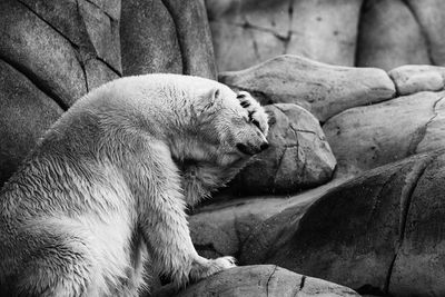 Polar bear with a human gesture