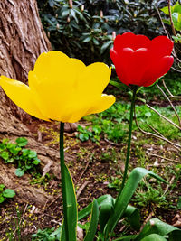 Close-up of yellow tulips