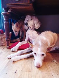 Portrait of a dog resting on wooden floor