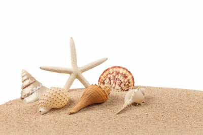 Close-up of seashell on beach